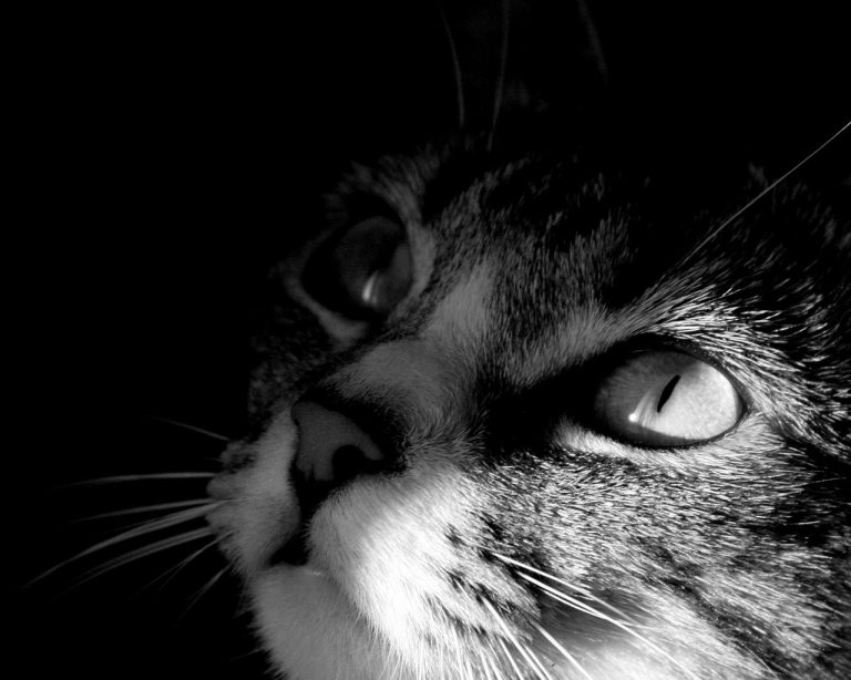 Como afrontar la muerte de una mascota
