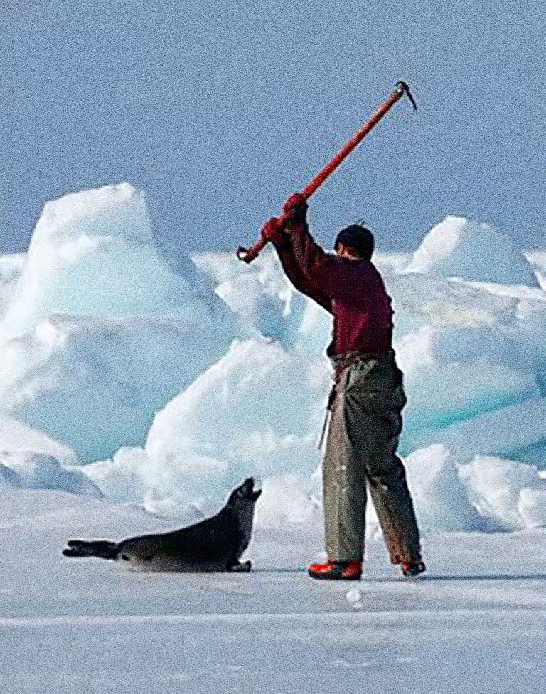 Comienza otra matanza anual de focas en Canadá