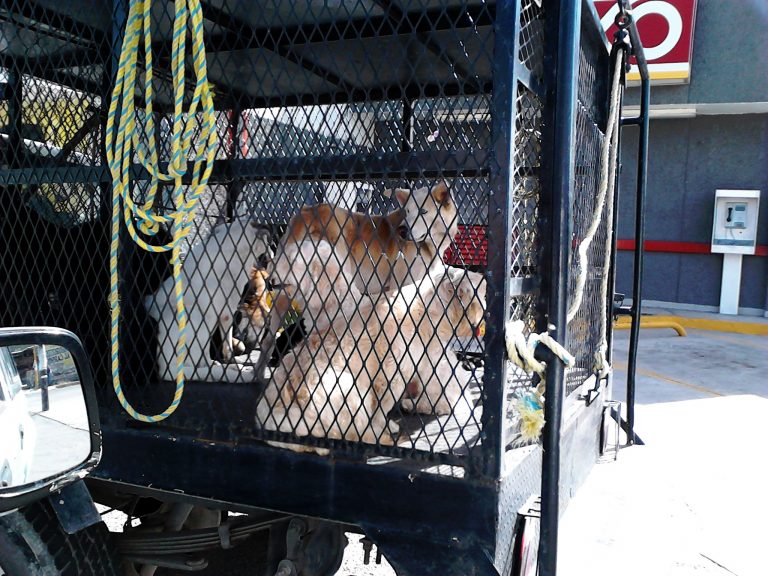¿Pasó la perrera municipal y se llevó a tu perro?