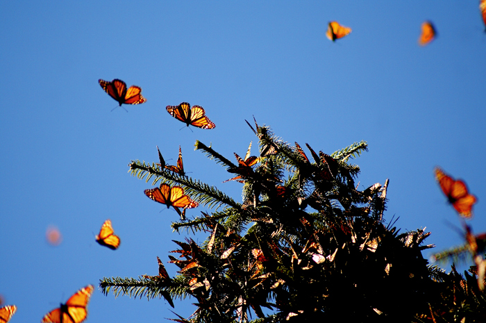 Featured image for “La biodiversidad mexicana en crisis: desaparecen ajolotes de Xochimilco y cae número de mariposas monarca”