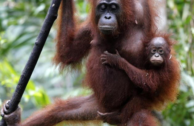 Featured image for “En grave peligro los orangutanes de Borneo”