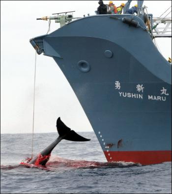 Featured image for “Prohíben a Japón cazar ballenas en la Antártida”