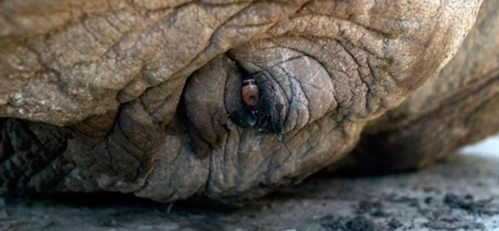 Featured image for “Raju, un elefante que pasó 50 años encadenado en la India, llora el día en que es liberado”