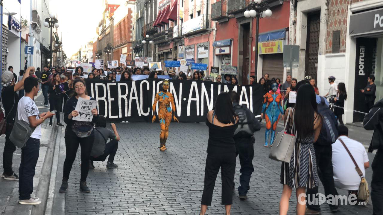 Featured image for “Marcha por la Liberación Animal Puebla 2018”