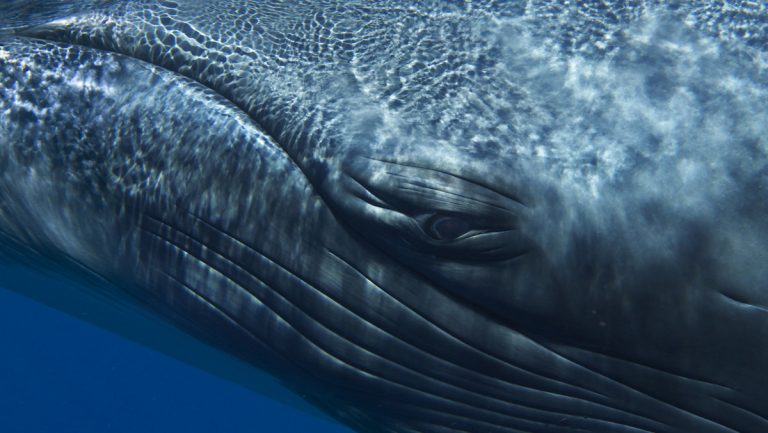 7 Alucinantes cantos de ballenas