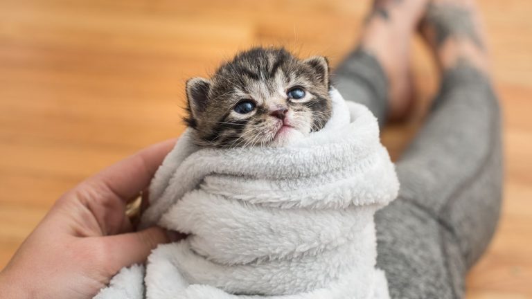 cuidame-refugio-perros-gatos-mascotas-gatito-bebe-recien-nacido-cuidados-puebla